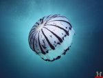 Fish Underwater Wallpapers008.jpg