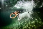 seth-casteel-underwater-dogs-11.jpg