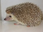 hedgehog.jpg