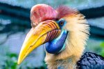 helmet hornbill.jpg