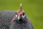 helmeted guinea fowl.jpg