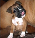 boxer puppies.jpg