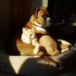 brindle boxer & orange tabby.jpg