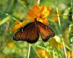 butterfly on peony bush.jpg