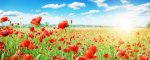 field of poppies.jpg