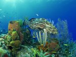 ocean plant life.jpg