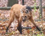 a maned wolf.jpg