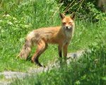 American_Red_Fox.jpg