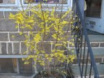 forsythia 2013.jpg forsythia 2013.jpg