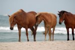 horses on beach.jpg