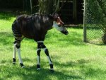 juvenile okapi.jpg