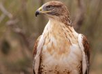 ferruginous hawk.jpg