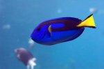 Pacific blue tang.jpg