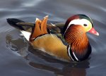 Mandarin Duck.jpg