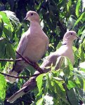 mourning doves.jpg