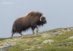 musk ox.jpg