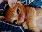 orange tabby kitten.jpg