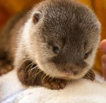 Otter-2.jpg