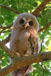 owl in tree.jpg