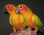 parrots.jpg