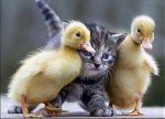 cute-baby-ducks-lgjxtjgm.jpg