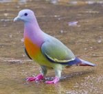 pinkneck pigeon.jpg