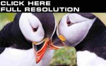 Puffins.jpg