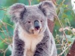 koala.jpg