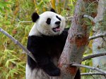 panda bear in tree.jpg