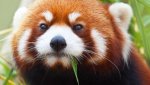 Red Panda.jpg