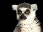 ring-tailed lemur.jpg