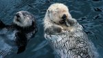 sea otters.jpg