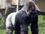 silver-back gorilla.jpg