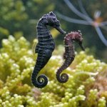 Seahorses.jpg