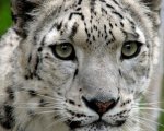 snow leopard.jpg