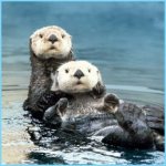 pair of sea otters.jpg