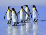 penguins (2).jpg