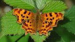 _48472570_comma_upperwing(jimasher).jpg