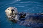 sea otter-1.jpg