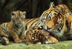 tiger with cubs.jpg