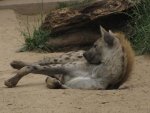 spotted hyena.jpg