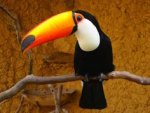 toucan.jpg