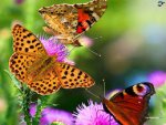 3 butterflies.jpg