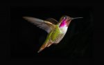 03269_hummingbirdinflight_3840x2400.jpg