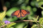 28_Jan_2012-00_21_50Nature Wildlife.jpg
