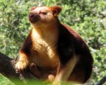 tree kangaroo.jpg