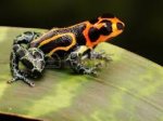 tropical poisonous frogs.jpg