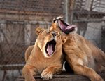 two lionesses.jpg