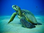 photogenic turtle.jpg