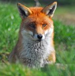 fox.jpg